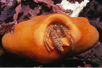 《鬼玩人：游戏》年度版4＆26发行 同时推出Steam版