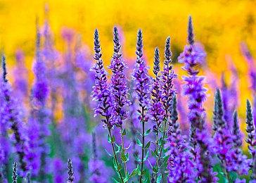 《不朽者传奇》采用虚幻5.1 过场到游玩无缝切换